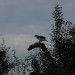 mini-IMG_1302